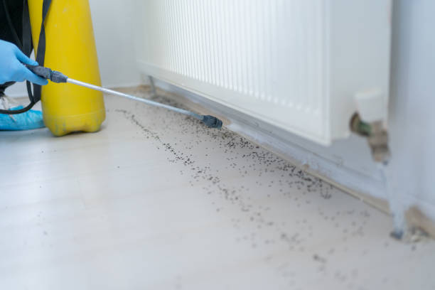 Best Rat Extermination Near Me  in Cactus, TX
